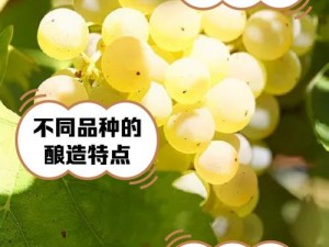 意大利成熟的果实为什么这么甜？如何挑选意大利成熟的果实？怎样保存意大利成熟的果实？