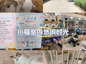 开心猫舍精彩截图预览：快乐宠物生活的瞬间定格