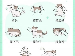 趣味猫咪保龄球秘籍：打造猫咪乐园的新玩法