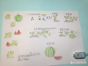 探索西瓜足迹：如何找到它并了解其背后的信息