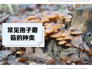 亮顶蘑菇—亮顶蘑菇那么小，它是如何产生孢子的呢？