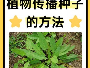 山口里子种子的正确使用方法是什么？