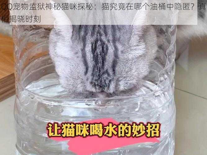 QQ宠物监狱神秘猫咪探秘：猫究竟在哪个油桶中隐匿？真相揭晓时刻