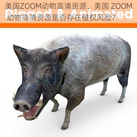 美国ZOOM动物高清资源、美国 ZOOM 动物高清资源是否存在侵权风险？