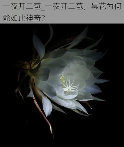 一夜开二苞_一夜开二苞，昙花为何能如此神奇？