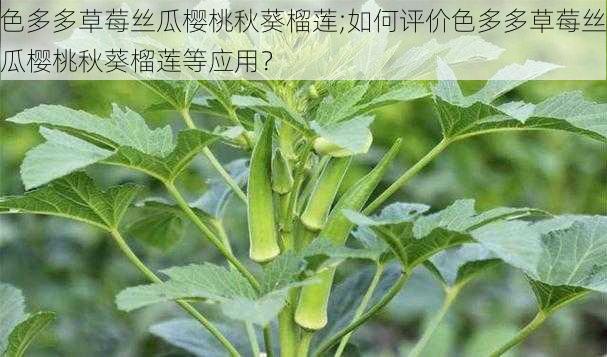 色多多草莓丝瓜樱桃秋葵榴莲;如何评价色多多草莓丝瓜樱桃秋葵榴莲等应用？