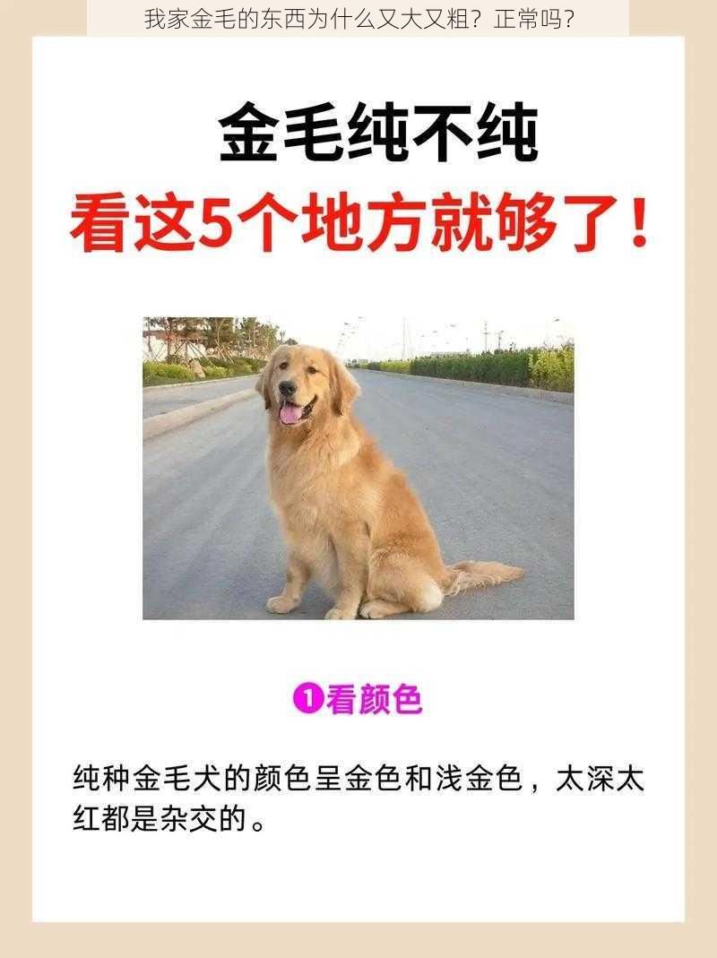 我家金毛的东西为什么又大又粗？正常吗？