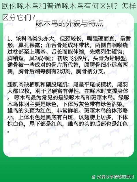 欧伦啄木鸟和普通啄木鸟有何区别？怎样区分它们？